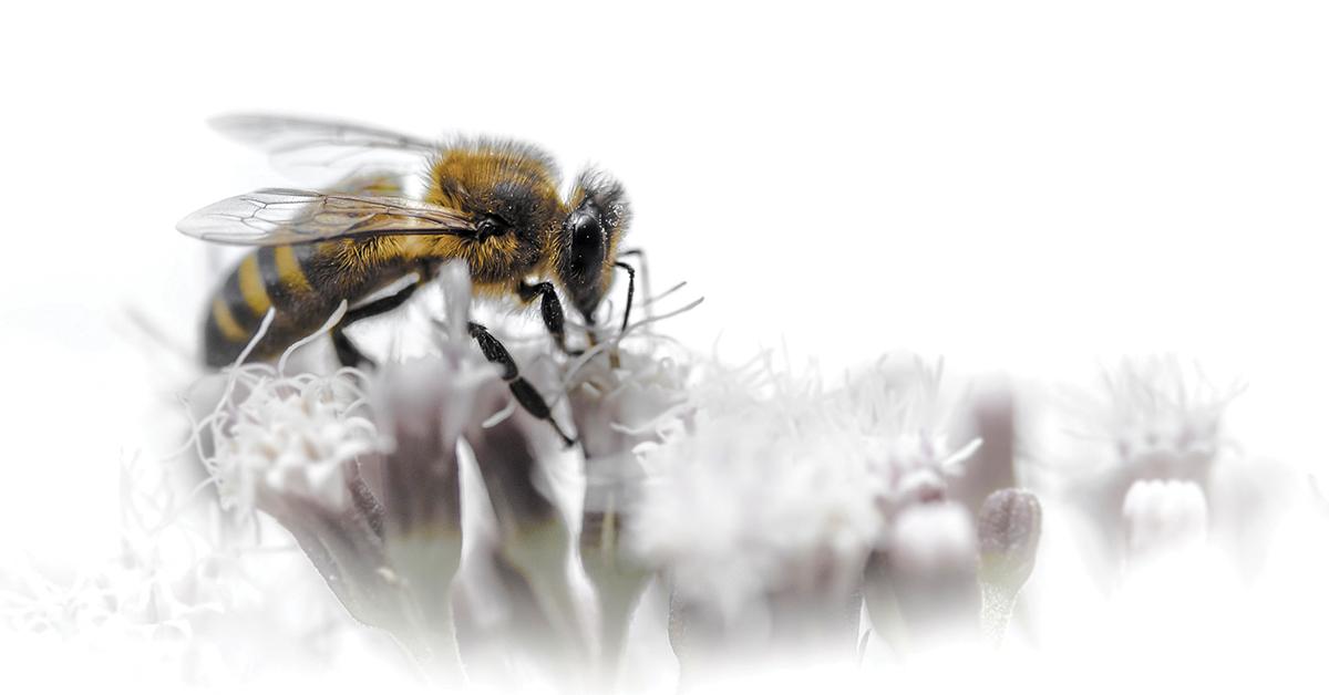 (c) Eric DI SALVATORE