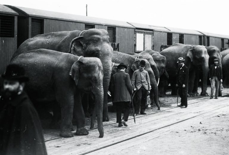 Arte. Le triste itinéraire ferroviaire de Fritz, éléphant de cirque 5 Arte. Le triste itinéraire ferroviaire de Fritz, éléphant de cirque