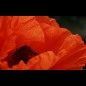 Répertoire des membres