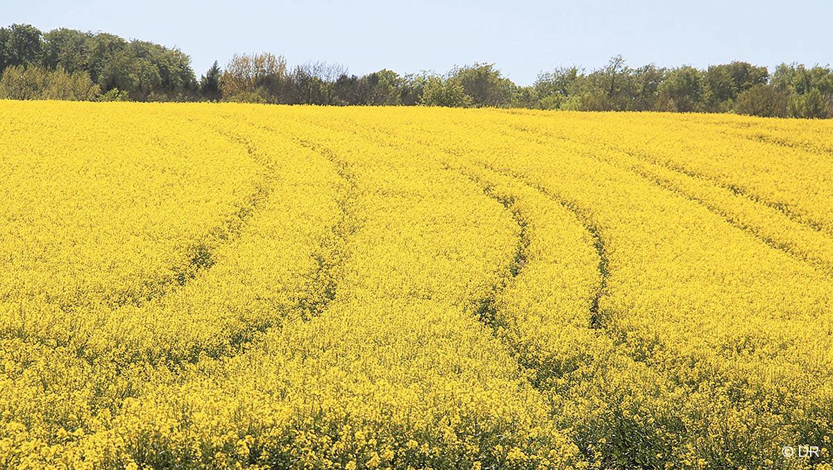 Pénuries de guerre. La SNCF promotrice de la culture de colza ? 1 © DR