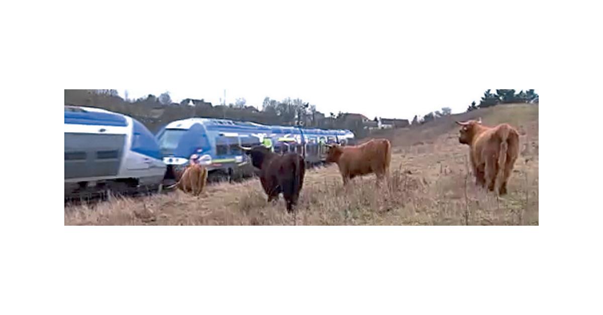 ANECDOTE. Des vaches se mettent au service de la SNCF 14 (c) DR