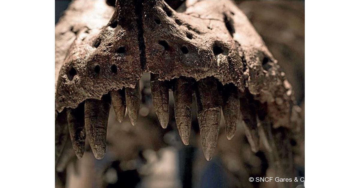 Paris Austerlitz, jurassique gare 1 © SNCF Gares & Connexions/MNHN