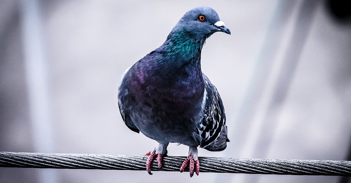 ANECDOTE. Chine. Les pigeons voyageurs voyageaient en train 20 ANECDOTE. Chine. Les pigeons voyageurs voyageaient en train