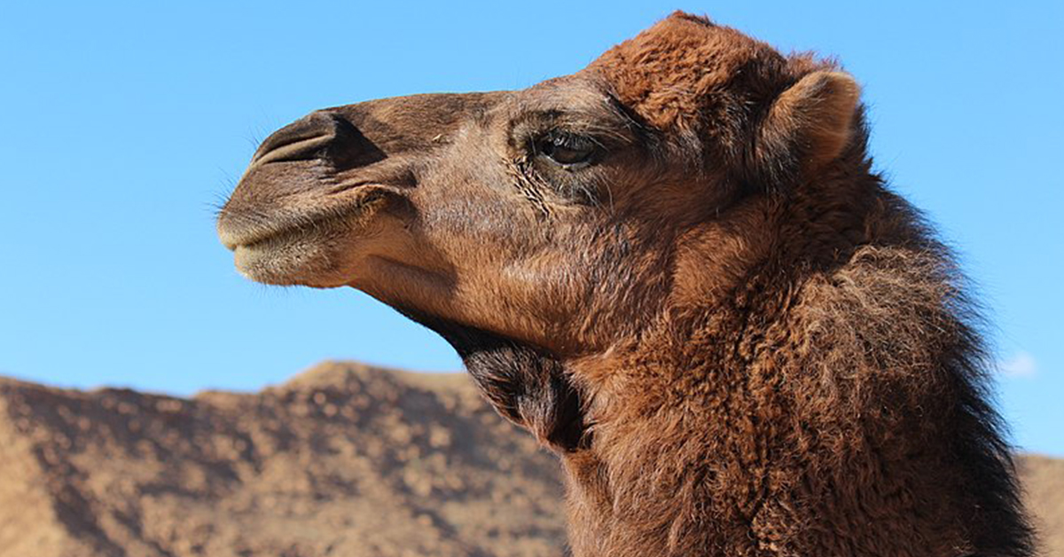 ANECDOTE. Des retards sur le Transilien dus à un dromadaire en Seine-et-Marne 16 ANECDOTE. Des retards sur le Transilien dus à un dromadaire en Seine-et-Marne