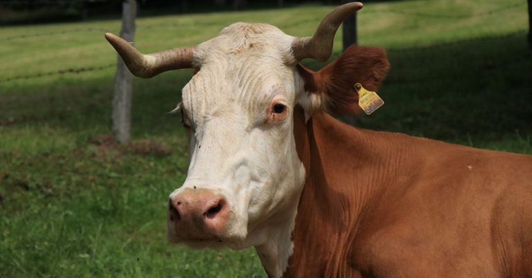 ANECDOTE. Jura. Vingt vaches tuées dans une collision avec un TGV 8 vache