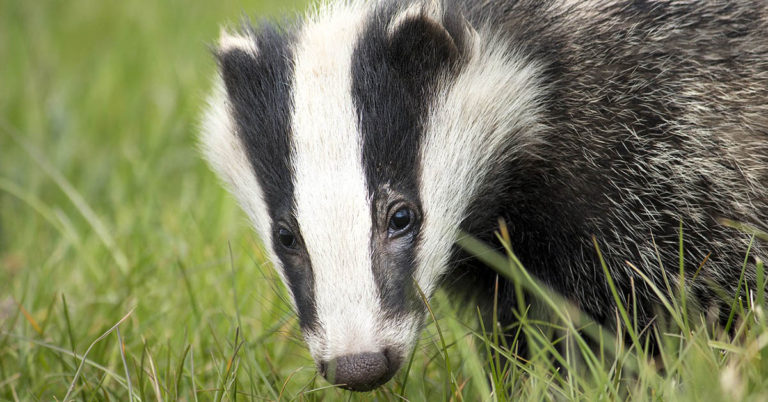 ANECDOTE. Haut-Rhin : la SNCF déloge des blaireaux qui fragilisent les voies ferrées, et les reloge 14 ANECDOTE. Haut-Rhin : la SNCF déloge des blaireaux qui fragilisent les voies ferrées, et les reloge