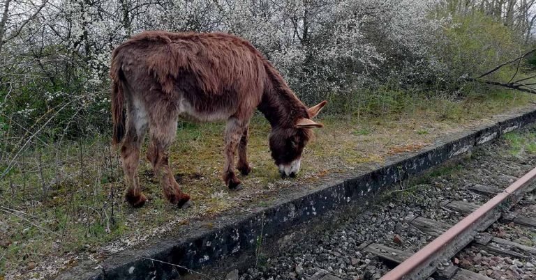 Trains touristiques. Des ânes pour défricher la voie ferrée 14 © DR
