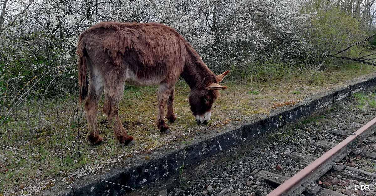 Trains touristiques. Des ânes pour défricher la voie ferrée 1 © DR