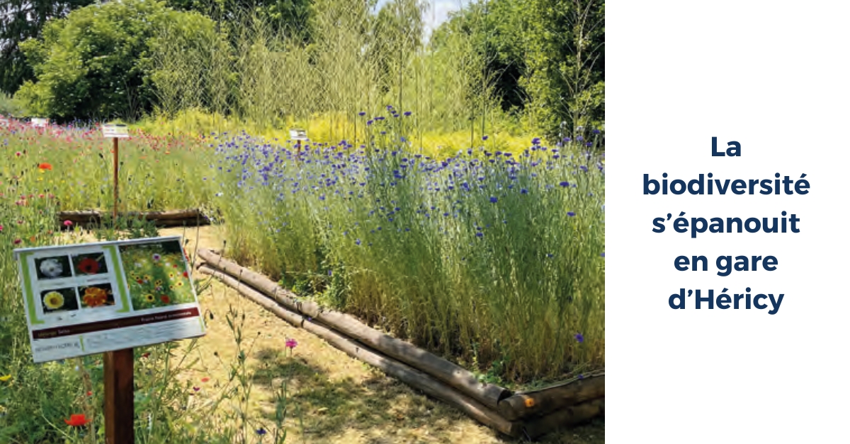 Ile-de-France. La biodiversité s’épanouit en gare d’Héricy 1 © Transilien SNCF Voyageurs